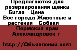 Предлагаются для резервирования щенки Бигля › Цена ­ 40 000 - Все города Животные и растения » Собаки   . Пермский край,Александровск г.